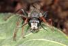 Sphex funerarius